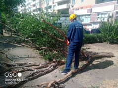 25.07.2025 Спасатели  Службы спасения г. Краснодара произвели санитарную вырубку и обрезку аварийных  деревьев на территории МО г.Краснодар.